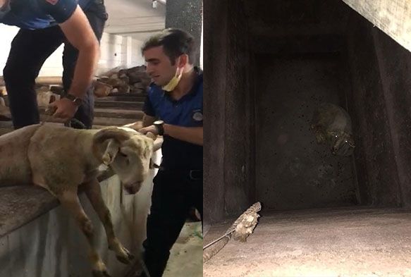 Sahibinden kaan kurbanlk koyun 7 metrelik kuyuya dt