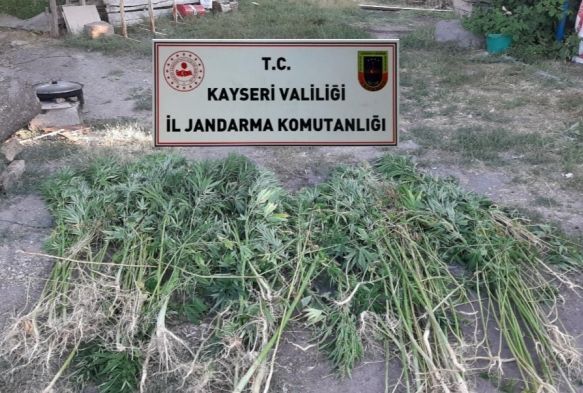 Kayseride 236 kk kenevir bitkisi ele geirildi