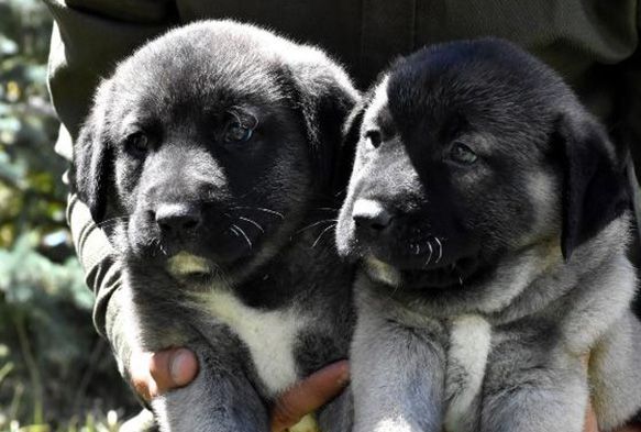 Kangal kpekleri neden yavrularn yer