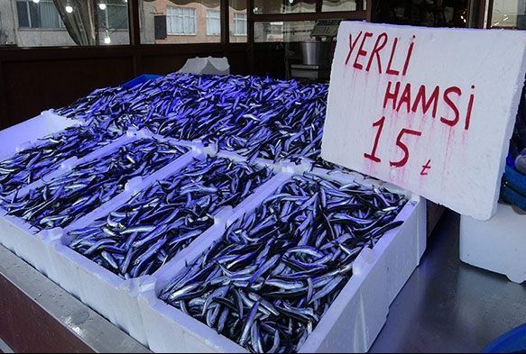 Hamsi gel gitleri yayor