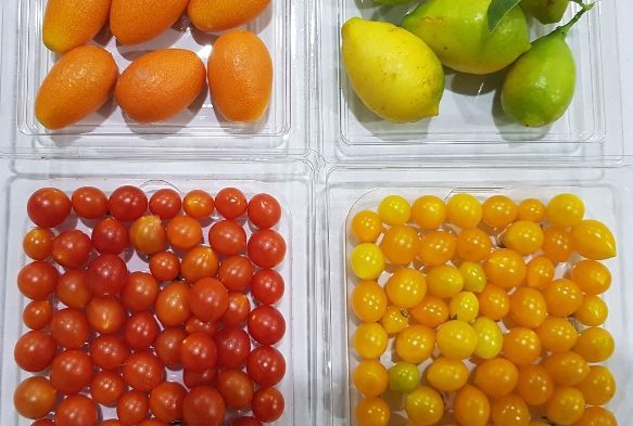 Korona srecinde mini sebzelere ilgi artt