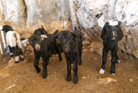 'Haydi gel kymze destek verelim' projesi, yeni doumlarla byyor