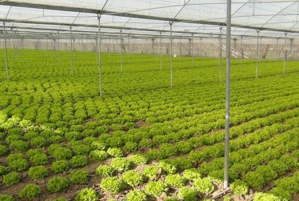 reticiler, tarladan markete gidene kadar yaanan arttan ikayeti