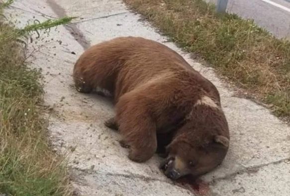 Yolda boz ayı ölüsü bulundu