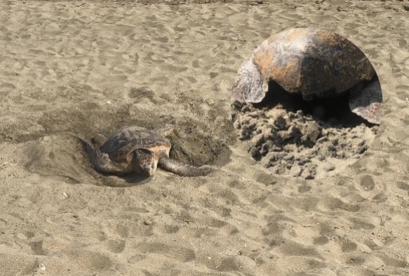 Mersin kumsal, dnyada ok nadir grlen bir olaya ev sahiplii yapt
