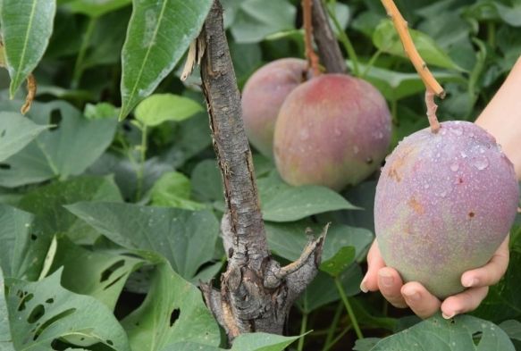 niversiteli Burin , iledeki ilk mango hasadn yapt