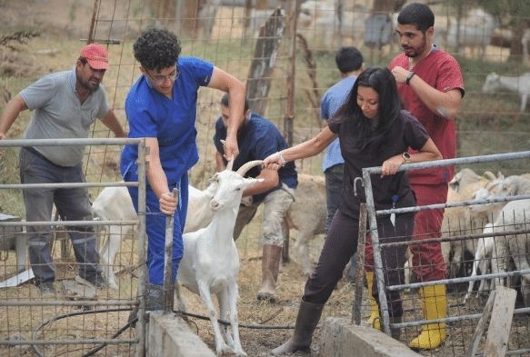 Dersimiz koyunlara d parazit banyosu