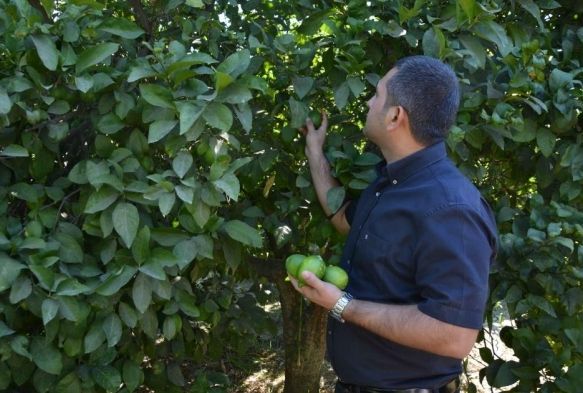 Narenciye reticisi destek bekliyor