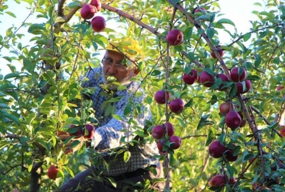 Amasya elmasnda rekolte patlamas: Topla topla bitmiyor