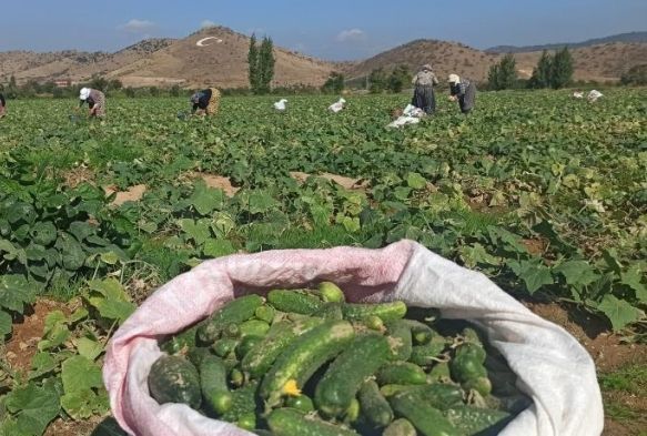 zmir'de salatalk reticileri dertli