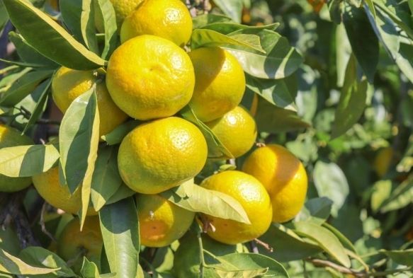 Satsuma mandalinann ihracat yolculuu 27 Ekimde balyor