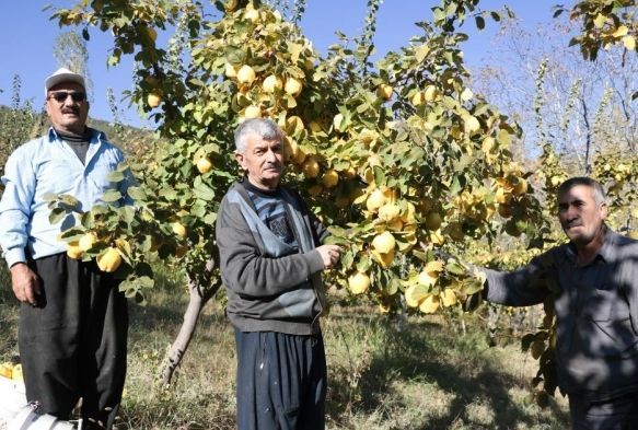 Kahramanmara'ta ayva hasad balad
