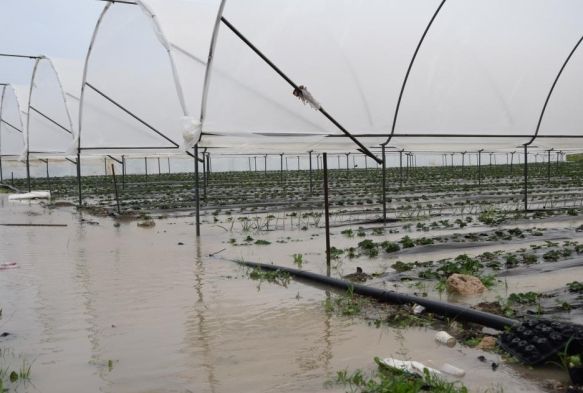 Antalya'da ekili alanlar ve ilek seralar sular altnda kald