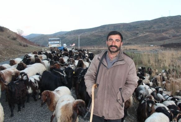 Siirt'te 10 bin lira maala altracak oban bulamyorlar