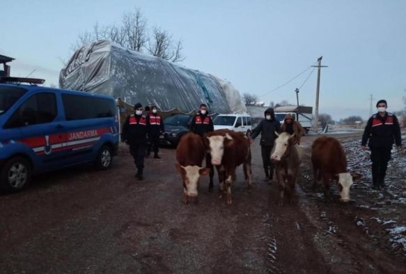aldklar bykba hayvanlar satarken kskvrak yakalandlar