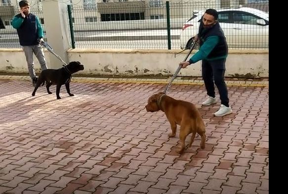 Pitbull dehetinde gzalt says 6ya ykseldi
