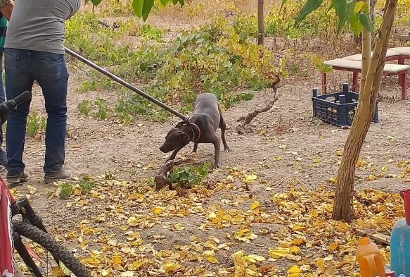 Tehlikeli rk kpek besleyen 6 kiiye 240 bin TL ceza