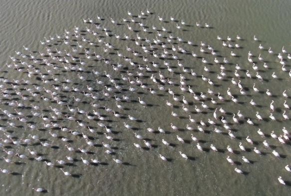 Flamingolarn muhteem k dans