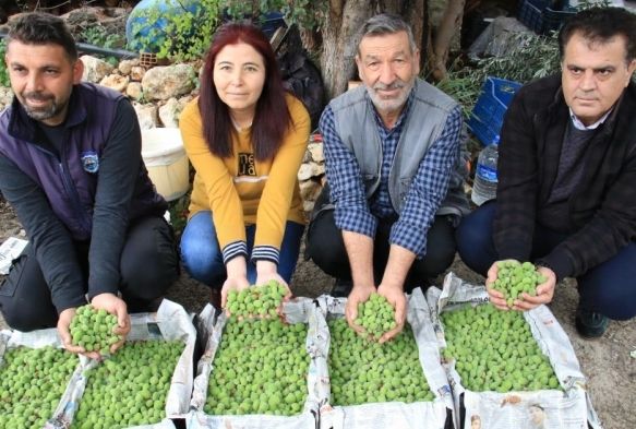 Turfanda ala hasad yapld, kilosu 500 TLden satld