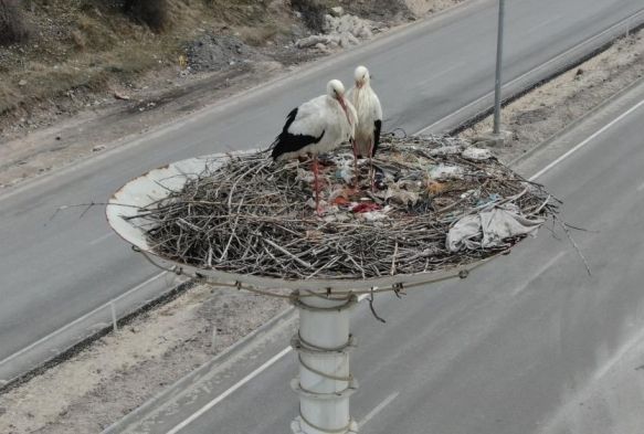 Baharn habercisi leylekler Leylek Oteli'ne ulat
