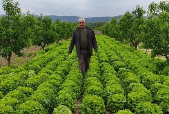 Marul tarlada 2 lira tezgahta 10 lira