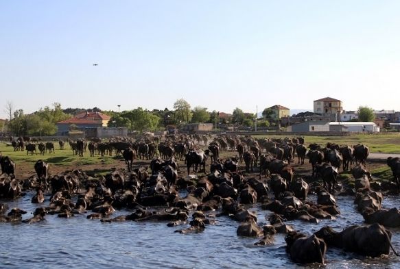 Afrika deil Kayseri