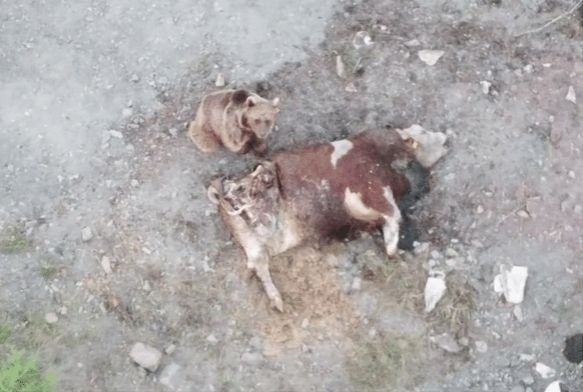 Tosunu yiyen ayıyı dron ile kovaladı