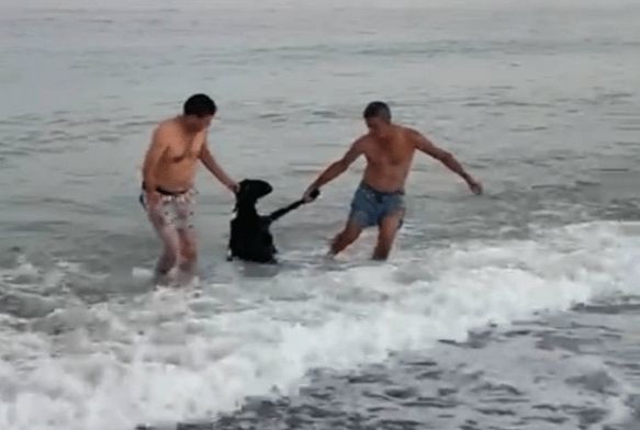 Kurbanlık keçi yüzerek kaçmaya çalıştı