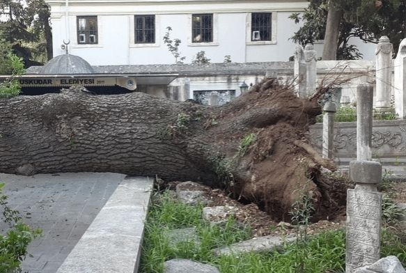 Üsküdar’da asırlık ağaç otomobilin üzerine devrildi