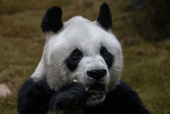 Dünyanın en yaşlı pandası öldü