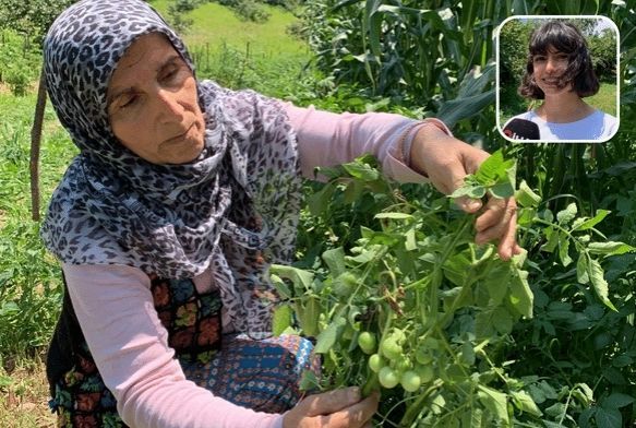 Patates ektiler, domates çıktı