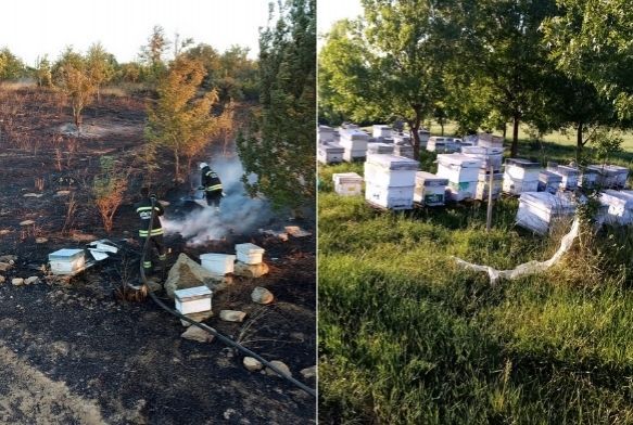 Tekirdağ'da binlerce arı diri diri yandı