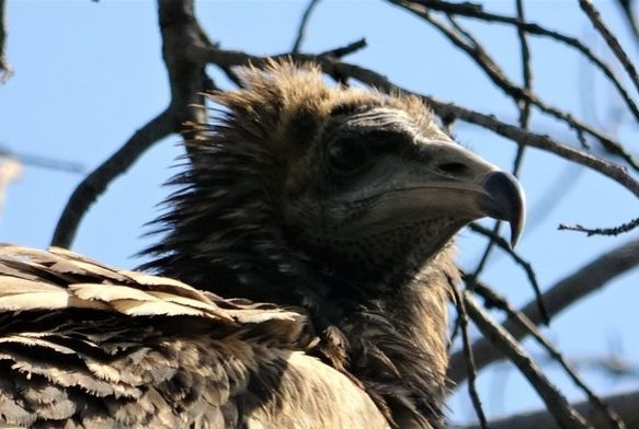 Bitkin akbaba ekipleri alarma geçirdi
