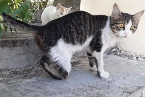 Gaziantep'te Kedi Vahşeti