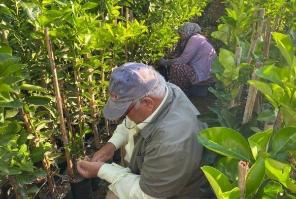 35 yldr turun fidanlarn alyorlar