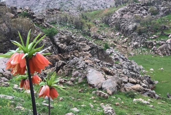 'Alayan gelinler' grsel len oluturdu