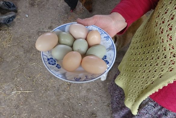 Bu tavuklar yksek proteinli mavi yumurtluyor