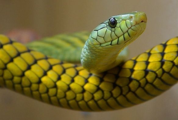 3 yaşındaki çocuk, yılanı ısırarak öldürdü