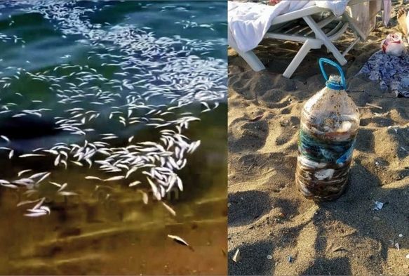 Tonlarca yavru mezgiti döküp kaçtılar