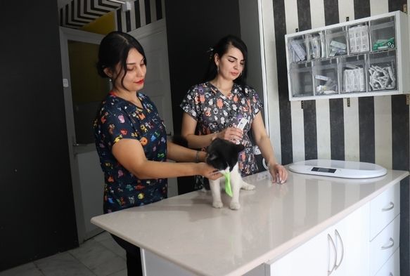 Trkiye kuduz iin en riskli lkeler kategorisine alnd
