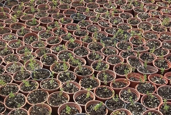 Üniversitede yetiştirilen kekik, üreticilere gelir kaynağı olacak