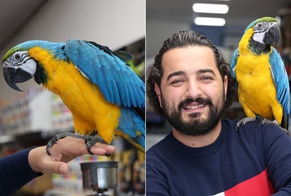 Dünyanın En Havalı Papağanı