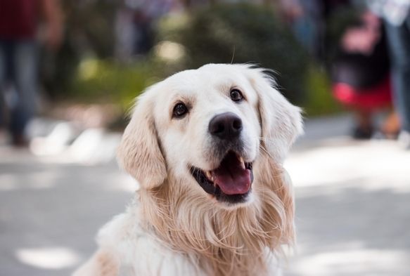Kore'de köpek yemek yasaklanıyor!