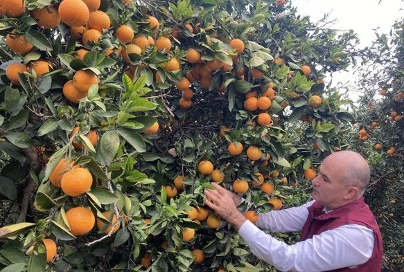 Portakal Hasadı Başladı!