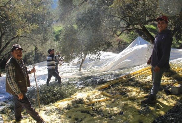 reticiler bu yıl zeytin değil altın topluyor