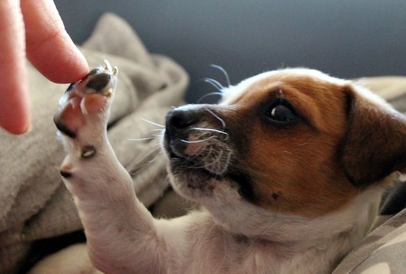 Güney Kore, köpek eti ticaretini yasaklayan yasayı kabul etti