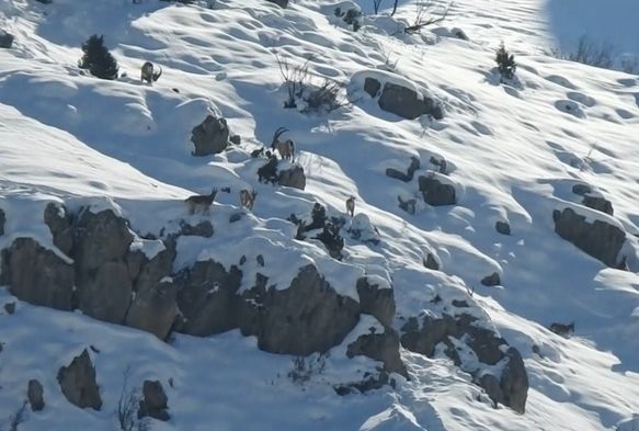 Göç eden dağ keçileri görüntülendi