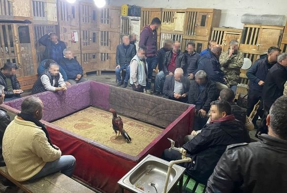 Horoz Dövüşüne Polis Baskını