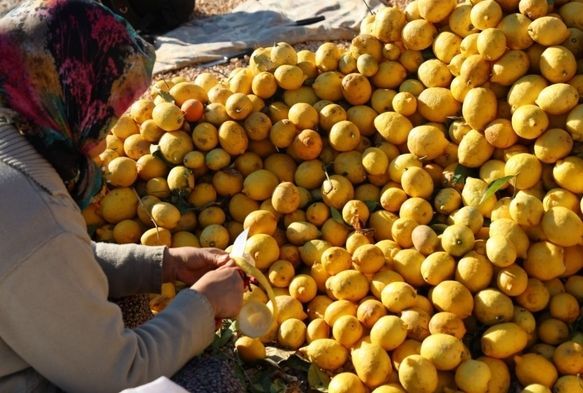 Meyvesi Yüz Güldürmedi Kabuğu Altın Oldu