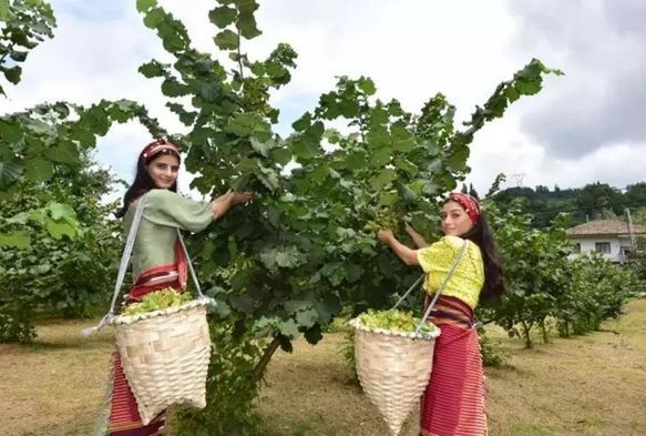 'Z kuşağı' Fındık Bahelerine İlgisiz